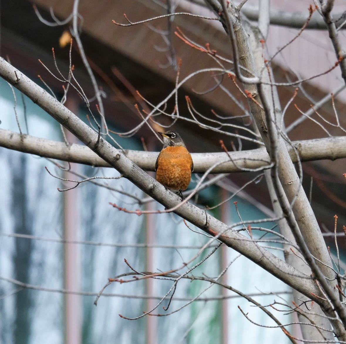 Bird in Campus